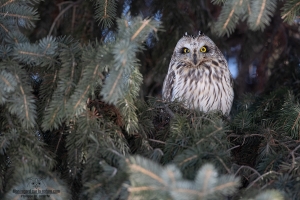 Hibou des marais 5