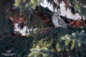 Hibou des marais 6