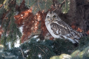 Hibou des marais 7