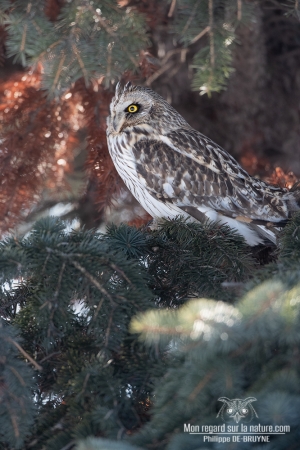 Hibou des marais 8
