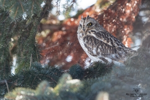 Hibou des marais 9