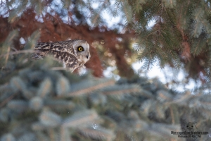 Hibou des marais 10