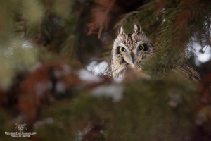 Hibou des marais 11