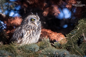 Hibou des marais 12