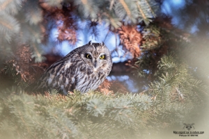 Hibou des marais 13