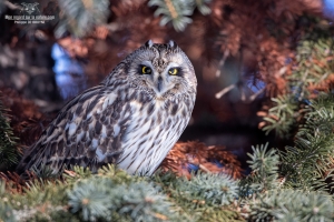 Hibou des marais 14