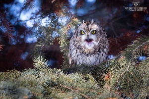 Hibou des marais 15