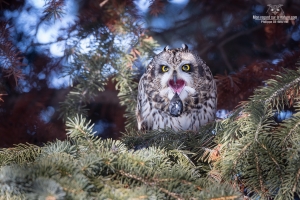 Hibou des marais 16