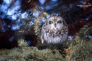 Hibou des marais 17
