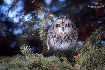 Hibou des marais 17