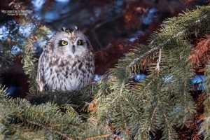 Hibou des marais 18