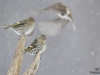 Oiseaux d'hiver (3)