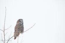 Chouette_Lapone_(27)