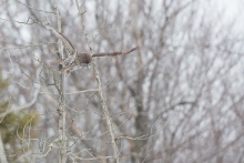 Chouette_Lapone_(32)