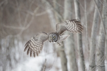 Chouette_Lapone_(68)
