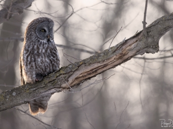 5PH3529-Modifier-copie