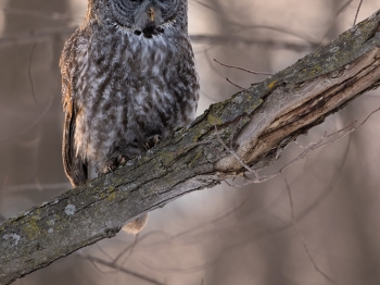 5PH3735-Modifier-copie