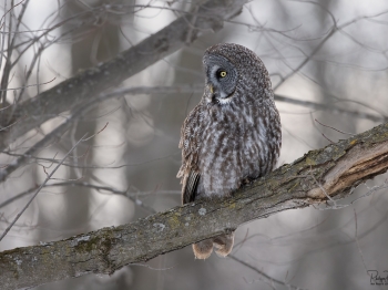 5PH3823-Modifier-copie