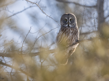 5PH7364-Modifier-copie