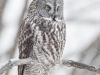 Chouette_Lapone_(8)