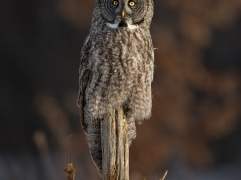 DXP3436-Modifier-copie-2