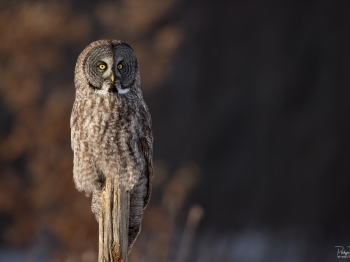 DXP3444-Modifier-copie