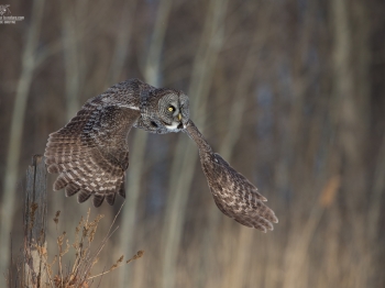 _DXP4563-Modifier copie