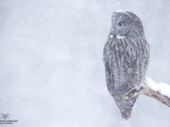 _DXP6131-Modifier copie