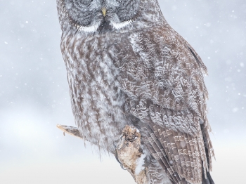 _DXP6253-Modifier copie