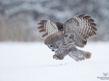 _DXP6516-Modifier copie