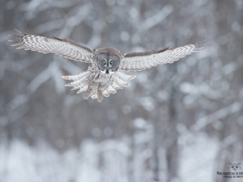 _DXP6749-Modifier copie