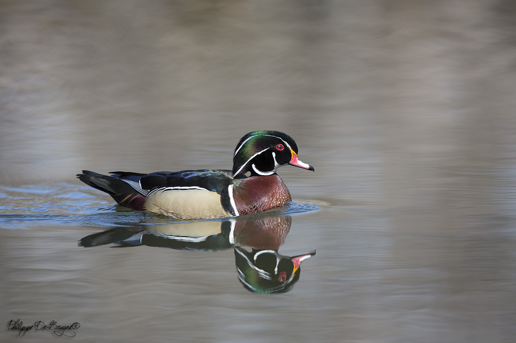 Canard Branchu (1)