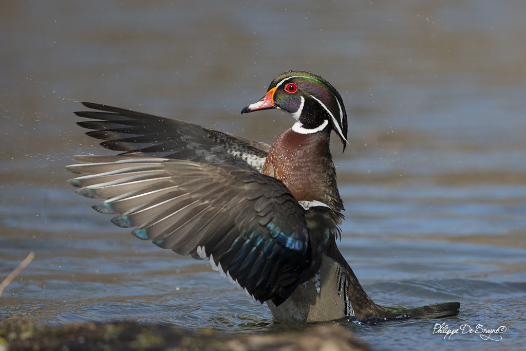 Canard Branchu (2)