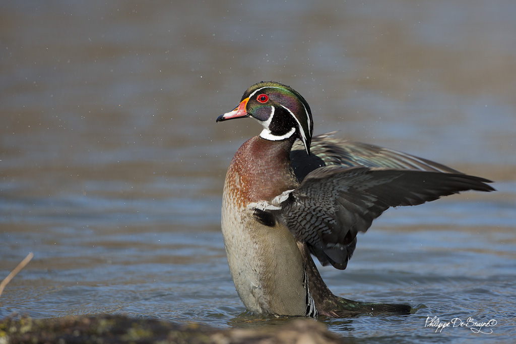 Canard Branchu (3)