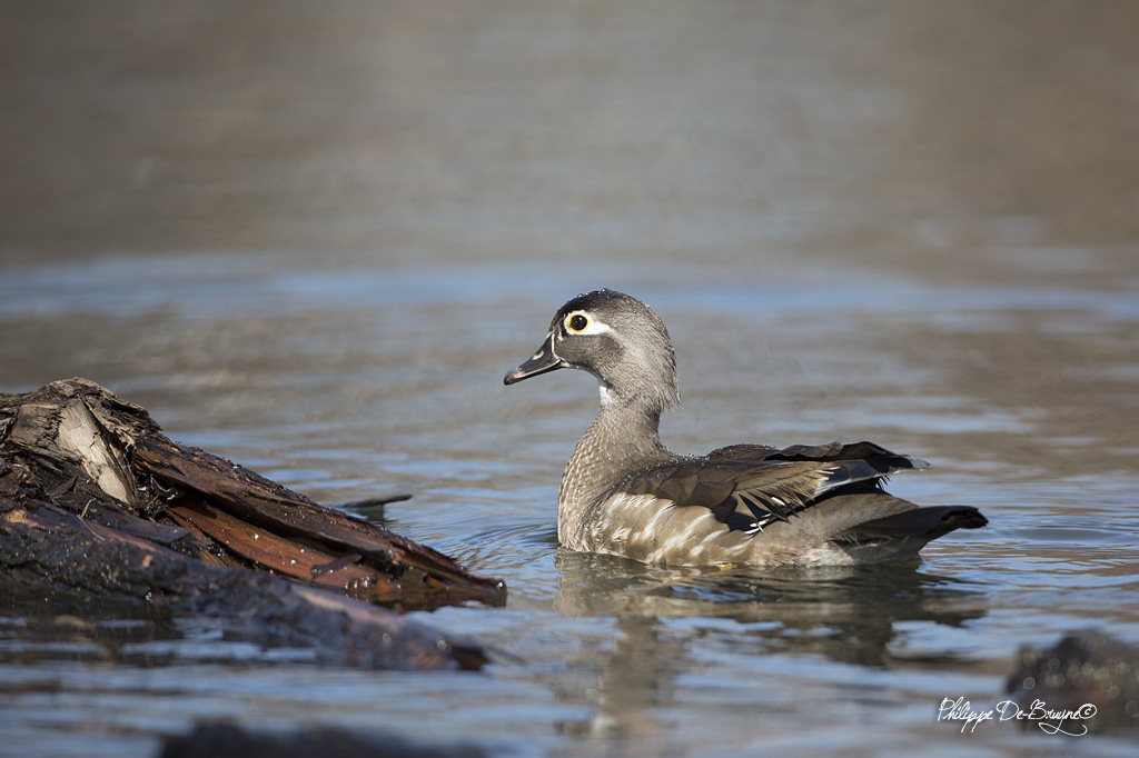Canard Branchu (4)