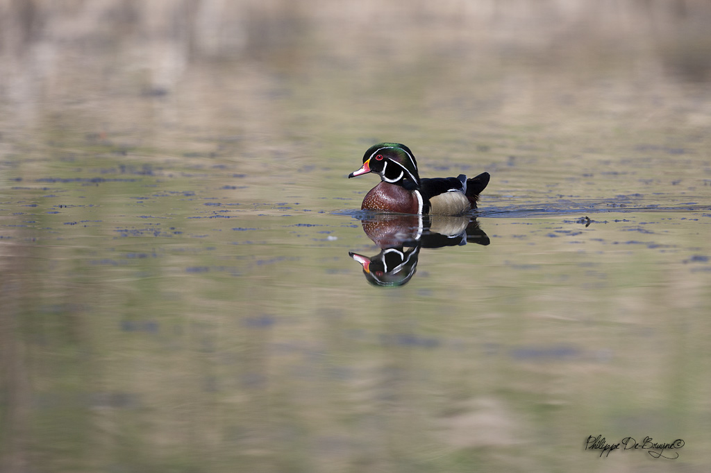 Canard Branchu (5)