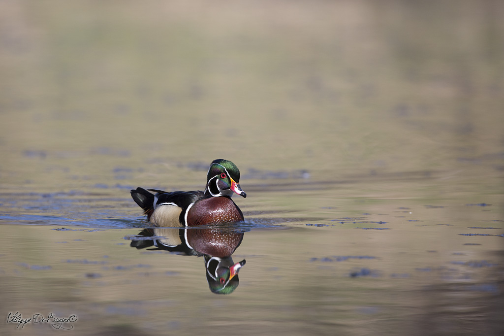 Canard Branchu (6)