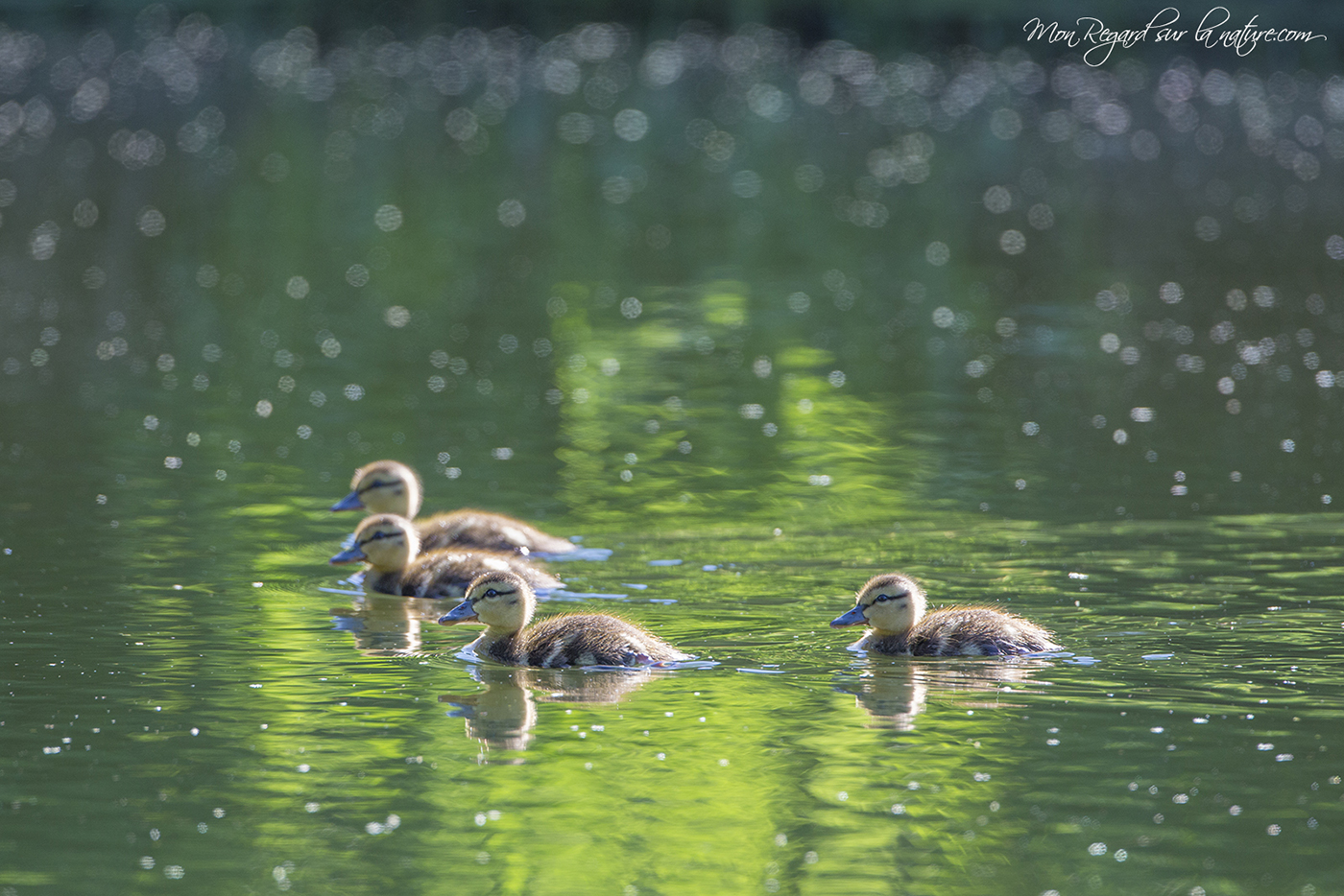 Jeune colvert