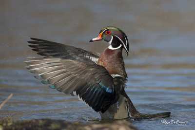 Canard Branchu (2)