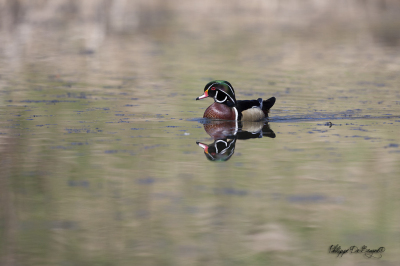 Canard Branchu (5)