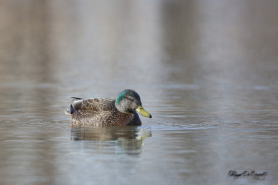 Canard noir