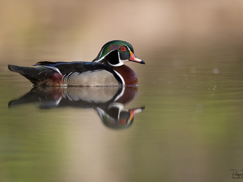 5PH6026-Modifier-copie