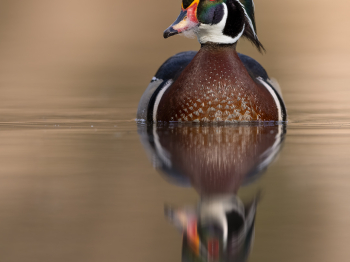 5PH6138-Modifier-copie