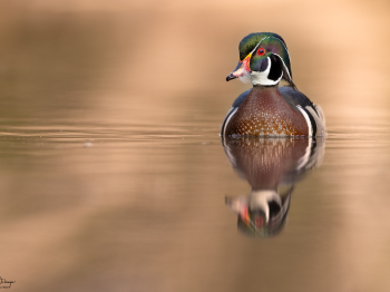 5PH6145-Modifier-copie