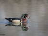 Canard Branchu (1)