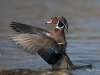Canard Branchu (2)