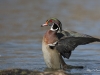 Canard Branchu (3)