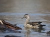 Canard Branchu (4)