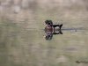 Canard Branchu (5)