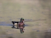 Canard Branchu (6)